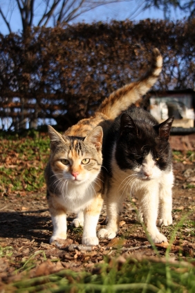 Cat pictures｜仲間