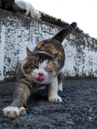 Cat pictures｜んまかった～♪