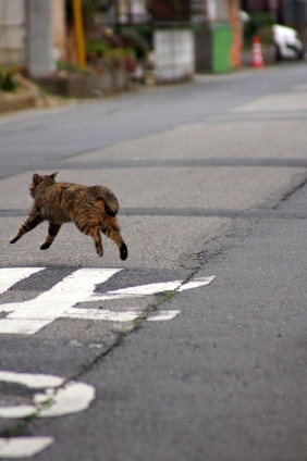 Cat pictures｜走る！