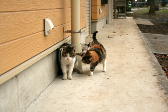 Cat pictures｜元気出しなよ！