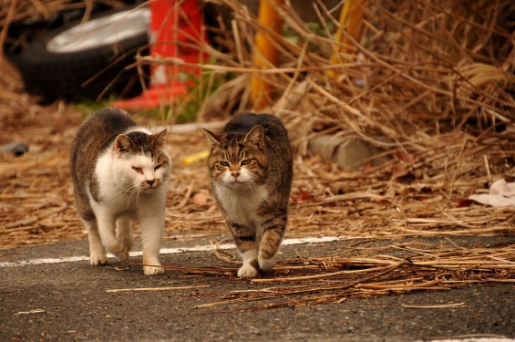 Cat pictures｜仲間