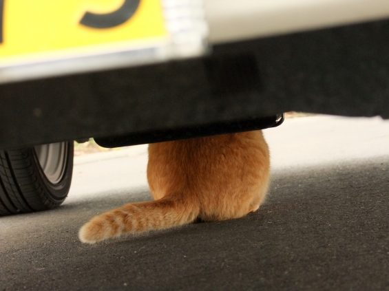 Cat pictures｜おしり