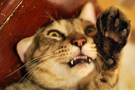Cat pictures｜ひえ～～～～～っ！