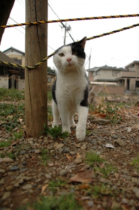 Cat pictures｜元気？
