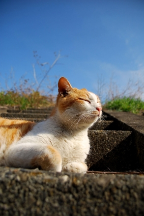 Cat pictures｜春のにほひ？