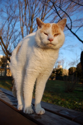 Cat pictures｜のび～～～～っ！
