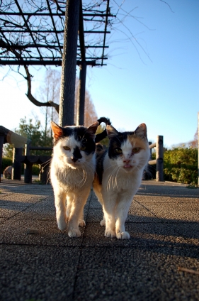 Cat pictures｜仲間