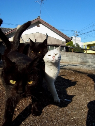 Cat pictures｜押すなよぉ～！