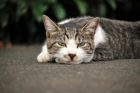 Cat pictures｜むふ。