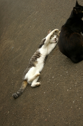 Cat pictures｜ひゃっほう！