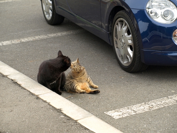 Cat pictures｜ちゅっ♡