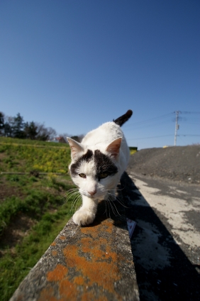 Cat pictures｜落ちるなよ～！