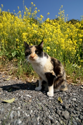 Cat pictures｜菜の花にゃんこ