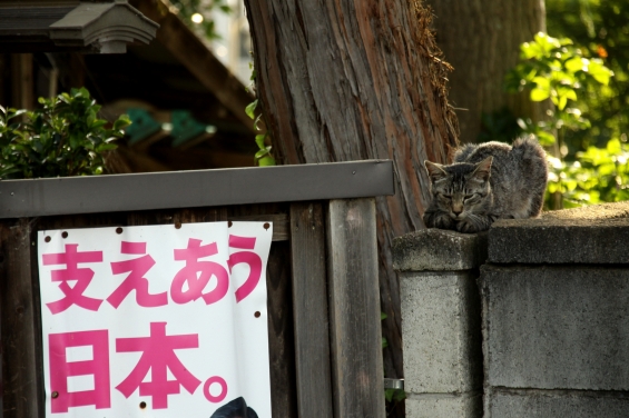 Cat pictures｜政治家さん達もっとしっかりして！