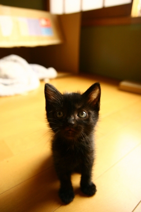 Cat pictures｜見つめる。