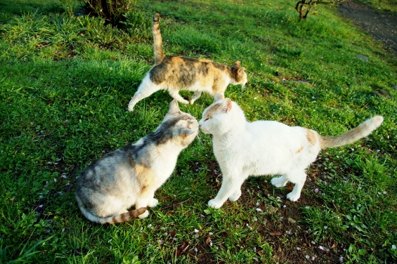 Cat pictures｜ごあいさつ。