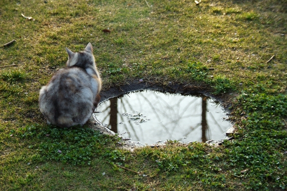 Cat pictures｜水鏡