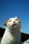 ぶるんぶるん