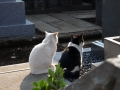 2/22　　猫の日