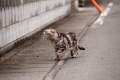 雨上がり