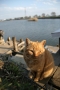 沼のほとりに住むにゃんこ