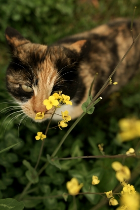 Cat pictures｜菜の花にゃんこ