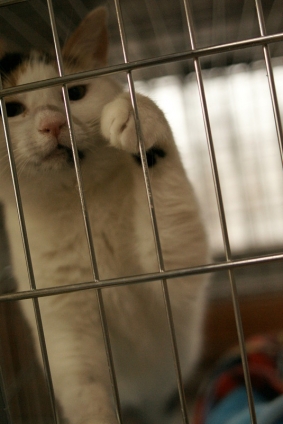 Cat pictures｜出して～