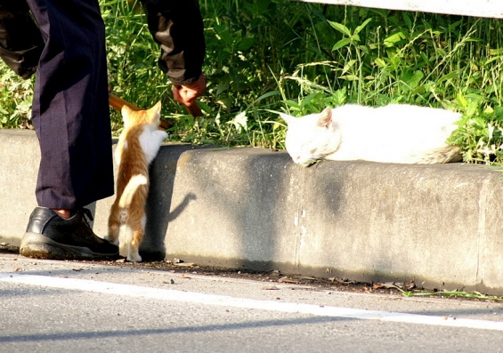 Cat pictures｜何してんの？