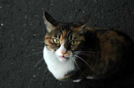 Cat pictures｜見つめる。