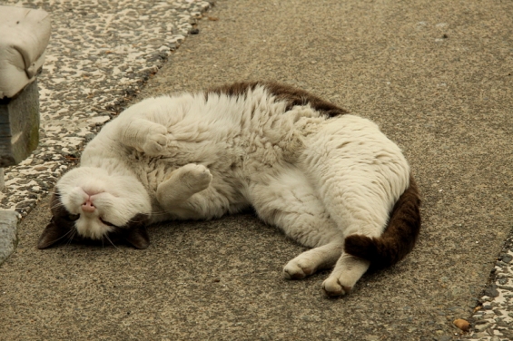 Cat pictures｜江ノ島にゃんこ