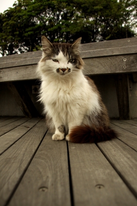 Cat pictures｜江ノ島にゃんこ　　4