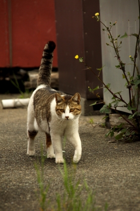 Cat pictures｜江ノ島にゃんこ　　5