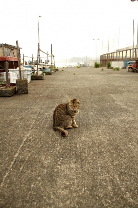 Cat pictures｜江ノ島にゃんこ　　6