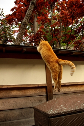 Cat pictures｜江ノ島にゃんこ　　7