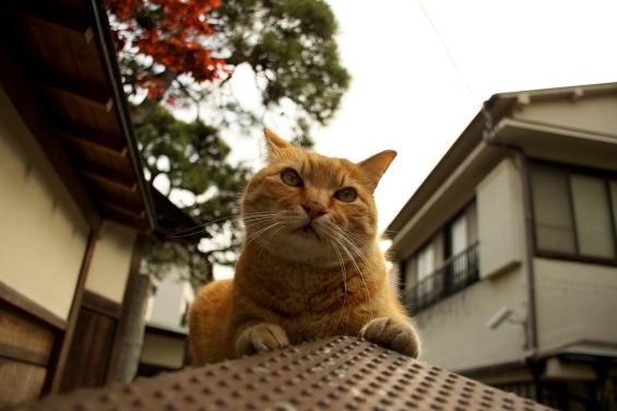 Cat pictures｜江ノ島にゃんこ　　8