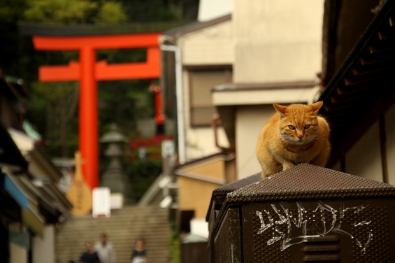 Cat pictures｜江ノ島にゃんこ　　9