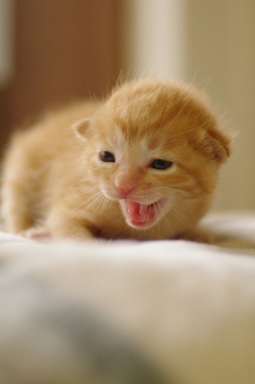 Cat pictures｜里親募集にゃ！