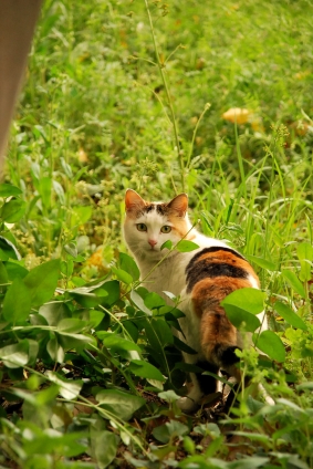 Cat pictures｜見返り美にゃん