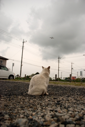 Cat pictures｜飛行機に乗ってみたい。