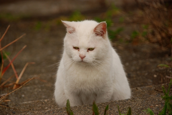 Cat pictures｜見つめる。
