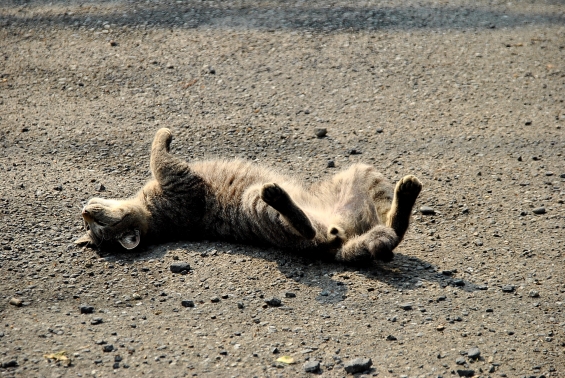Cat pictures｜ぬ～～～～～！