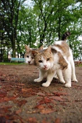 Cat pictures｜撮って撮って～！