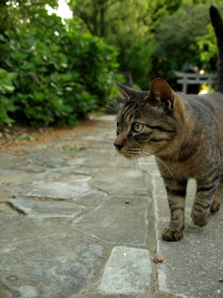 Cat pictures｜神社猫