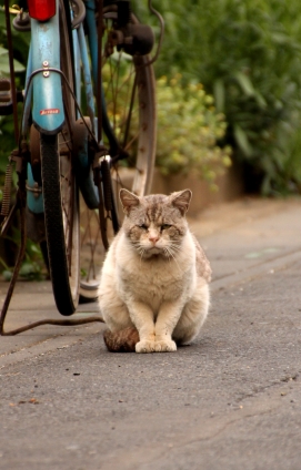 Cat pictures｜生きる