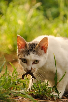 Cat pictures｜ワイルドだろう？(笑)