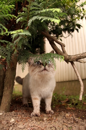 Cat pictures｜おはようにゃ。