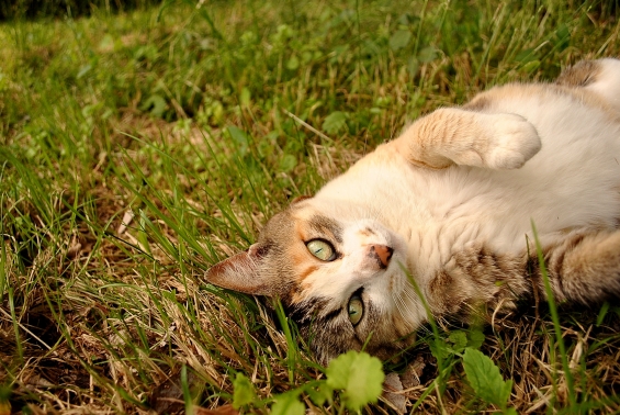 Cat pictures｜見つめる。