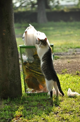 Cat pictures｜おっ？