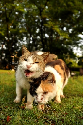 Cat pictures｜なかよし