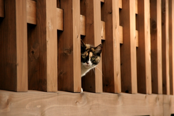 Cat pictures｜川越町にゃん